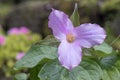 White trillium, Trillium grandiflorum f. roseum, pink flower